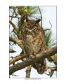 7791 great horned owl